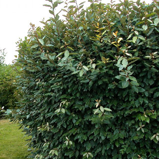 elaeagnus-plantes-de-haies