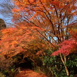 erables-du-japon-acer-palmatum