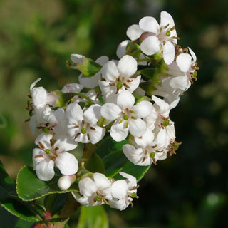 escallonia-arbuste