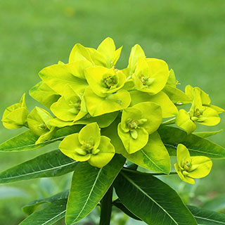 euphorbia-euphorbes