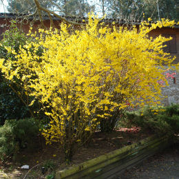 forsythia-plants-catalogue