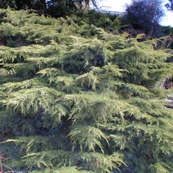 genevrier-juniperus-coniferes