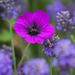 geraniums-vivaces