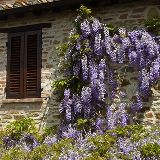 glycine-wisteria-plantes-grimpantes