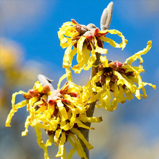 hamamelis-arbuste-floraison-hivernale