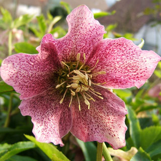 hellebores-roses-de-noel