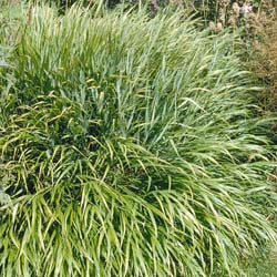 herbes-du-japon-hakonechloa-macra