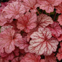 heucheres-heuchera