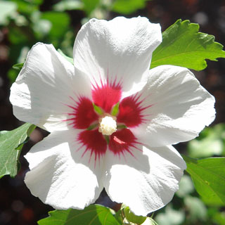 hibiscus-arbuste