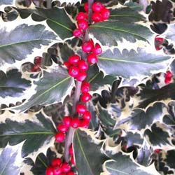 houx-ilex