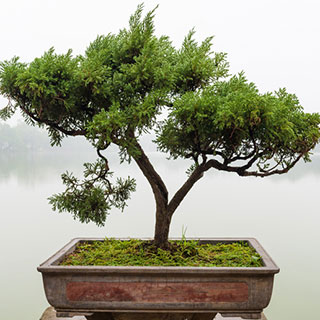 jeunes-plants-pour-bonsai