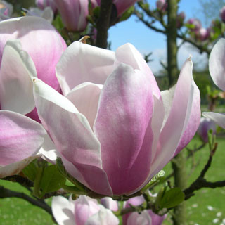 magnolia-arbuste-terre-de-bruyere