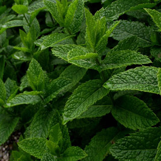 menthe-mentha-plantes-aromatiques