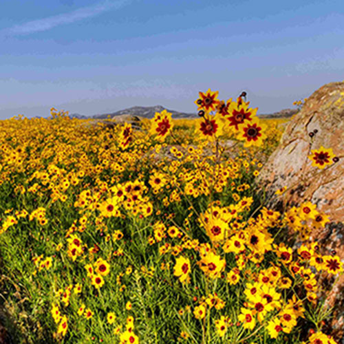 oeil-de-jeune-fille-coreopsis