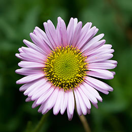 paquerette-erigeron