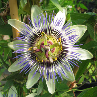 passiflore-passiflora-plantes-grimpantes