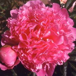 pivoine-paeonia-lactiflora-plantes-vivaces