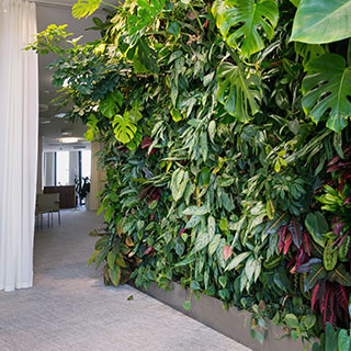 plantes-pour-mur-vegetal-interieur