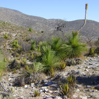 plantes-terrain-sec