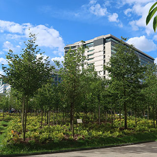 plants-micro-foret-urbaine