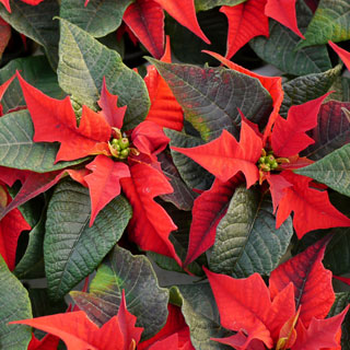 poinsettias-etoiles-de-noel-plantes-d-interieur