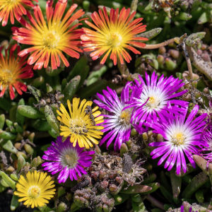 pourpiers-vivaces-delosperma