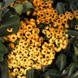 pyracantha-buisson-ardent-arbuste