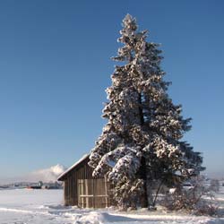 sapins-abies-arbre