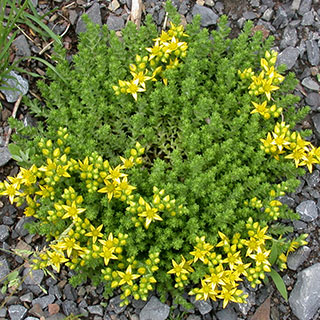 sedum-orpin
