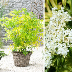 sureau-sambucus-arbuste