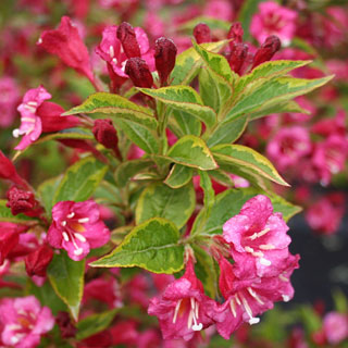 weigelia-arbuste