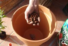 Plantation en Bac, Pot ou Jardinière