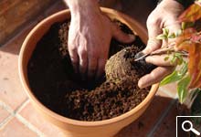 Plantation en Bac, Pot ou Jardinière