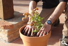 Plantao em Canteiro, Vaso ou Jardineira