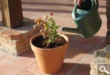 Plantation en Bac, Pot ou Jardinière