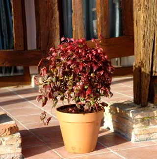 Plantao em Canteiro, Vaso ou Jardineira