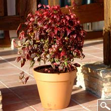 Plantation en Bac, Pot ou Jardinière