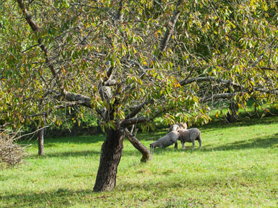 Aider un arbre malade