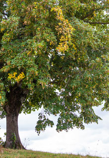 Aider un arbre malade