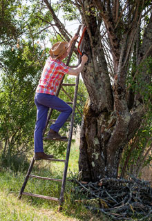 Aider un arbre malade