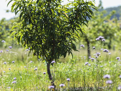 Aider un jeune arbre