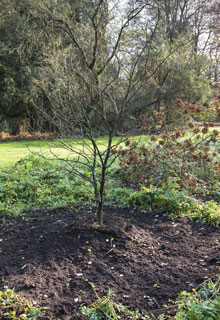 Aider un jeune arbre