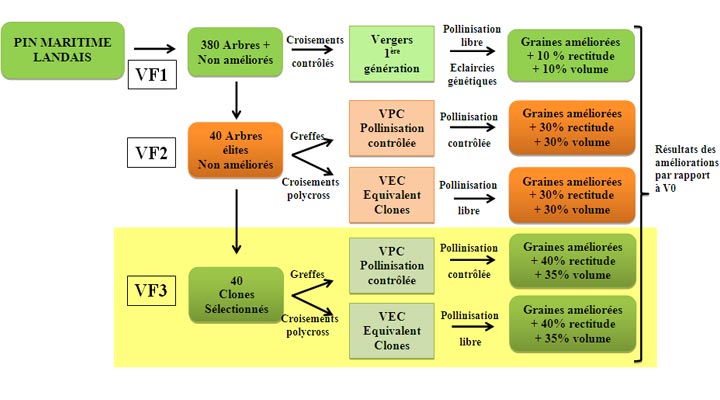 L'Amlioration Gntique du Pin Maritime