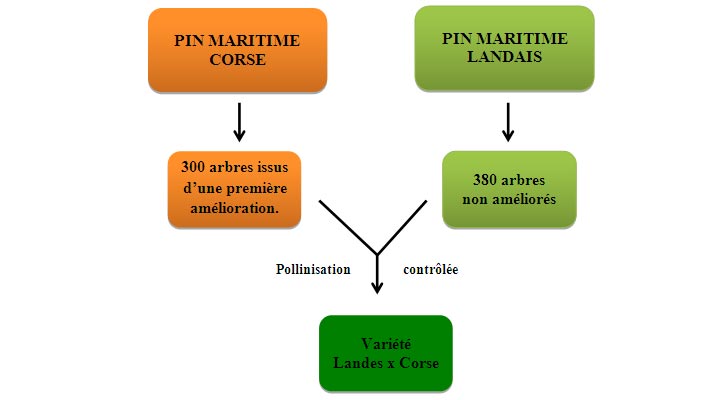 L'Amlioration Gntique du Pin Maritime