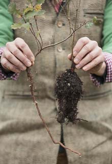 Un arbre en pot