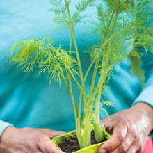 Semer des aromatiques en pot