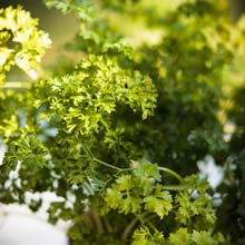 Semer des aromatiques en pot