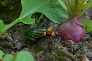 Les auxiliaires du jardinier