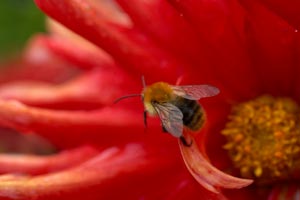 Les auxiliaires du jardinier