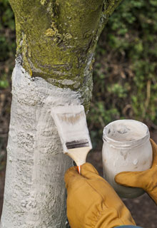 Badigeonner les arbres fruitiers